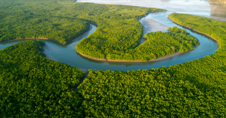 Zhanjiang Mangrove Afforestation Project